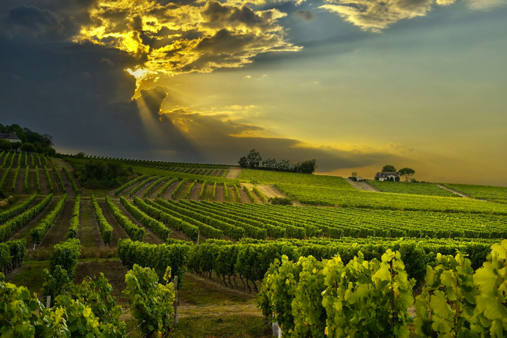 Cape Town Wine Lands